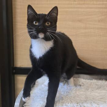 Tuxedo and Domestic Short Hair Cats Available for Adoption - Freya | PetCurious