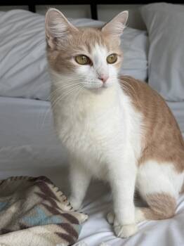 Rescue Domestic Short Hair Cats for Adoption in Healdsburg, California - Nectarine | PetCurious