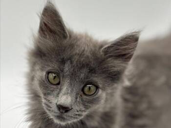 Dusty -  Domestic Long Hair Cat Available for Adoption in Portland, Oregon - Dusty | PetCurious