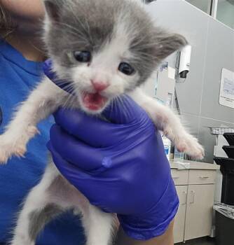 Rescue Domestic Short Hair Cats for Adoption in Dallas, Texas - HOPE | PetCurious