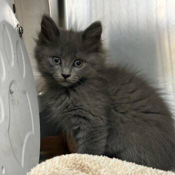 Esperanza -  Domestic Short Hair Cat for Adoption in Milton, Florida - Esperanza | PetCurious