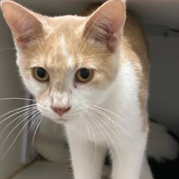 Scooby -  Domestic Short Hair Cat for Adoption in North Battleford, Saskatchewan - Scooby | PetCurious