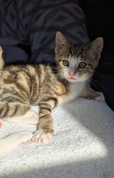 Cosmo -  Domestic Short Hair Cat for Adoption in Brockport, New York - Cosmo | PetCurious