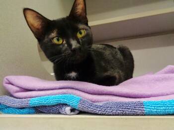 Domestic Short Hair Cats Available for Adoption in Delhi, New York - MOUNT RAINIER | PetCurious