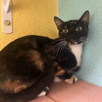 Funshine Bear -  Domestic Short Hair Cat for Adoption in Fresno, California - Funshine Bear | PetCurious