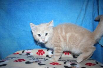 Tabby and Domestic Short Hair Cats Available for Adoption in Howell, Michigan - Peanut | PetCurious