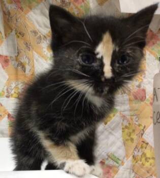 Domestic Short Hair Cats Available for Adoption - HEAVEN | PetCurious