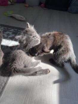 Princess Pudding -  Russian Blue and Domestic Long Hair Cat for Adoption in Dallas, Texas - Princess Pudding | PetCurious