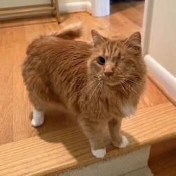 Domestic Medium Hair Cats Available for Adoption - Marmaduke | PetCurious