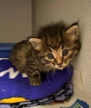 Medley -  Domestic Short Hair Cat for Adoption in Mason City, Iowa - Medley | PetCurious