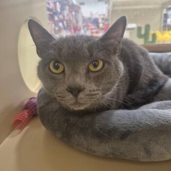 Dr. Pepper (Sage) -  Domestic Short Hair Cat for Adoption in Aberdeen, North Carolina - Dr. Pepper (Sage) | PetCurious