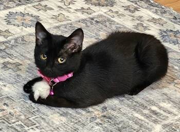 Rescue Domestic Short Hair Cats for Adoption in Pendleton, Oregon - Sable | PetCurious