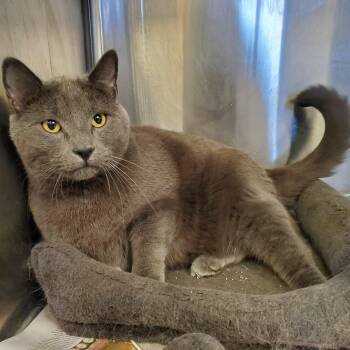 Domestic Short Hair Cats Available for Adoption in Jersey City, New Jersey - Midnight | PetCurious