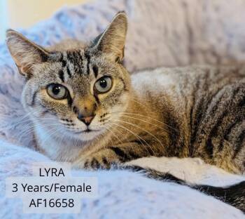 Lyra -  Domestic Short Hair Cat for Adoption - Lyra | PetCurious