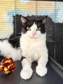 Rescue Tuxedo Cats for Adoption in Tavares, Florida - Oliver | PetCurious