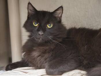 SHEBA -  Domestic Short Hair Cat for Adoption in Phoenix, Arizona - SHEBA | PetCurious
