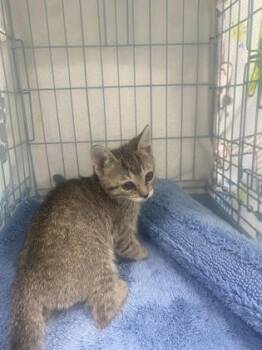 Vivi -  Domestic Short Hair Cat for Adoption in Gainesville, Florida - Vivi | PetCurious