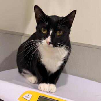 Pebbles ( Cassie ) -  Domestic Short Hair Cat for Adoption in Tampa, Florida - Pebbles ( Cassie ) | PetCurious