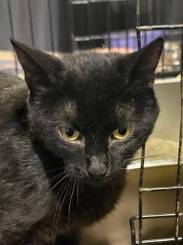 Esme -  Domestic Short Hair Cat for Adoption in Lake Ozark, Missouri - Esme | PetCurious