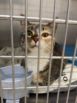Domestic Short Hair Cats Available for Adoption in Glenfield, New York - Lima | PetCurious