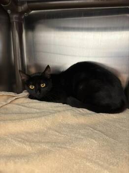 AVALON* -  Domestic Short Hair Cat for Adoption in Santa Cruz, California - AVALON* | PetCurious