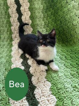 Bea -  Domestic Short Hair Cat Available for Adoption in Hartville, Ohio - Bea | PetCurious