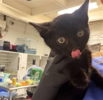 A882789 -  Domestic Short Hair Cat for Adoption in Camarillo, California - A882789 | PetCurious