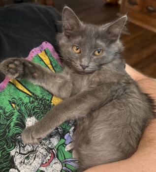 Desty -  Domestic Medium Hair Cat for Adoption in Greenwood, Indiana - Desty | PetCurious