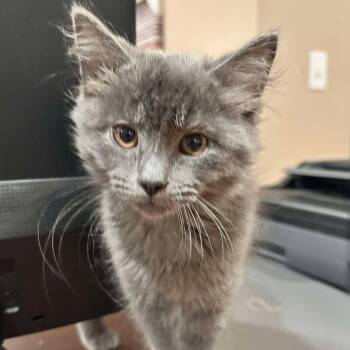 Lucas -  Domestic Long Hair Cat for Adoption in East Lansing, Michigan - Lucas | PetCurious