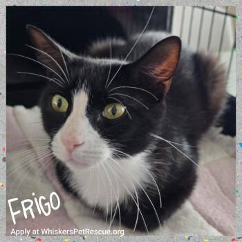 FRIGO -  Domestic Short Hair Cat for Adoption in Southbury, Connecticut - FRIGO | PetCurious