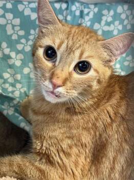 Rescue Domestic Short Hair Cats for Adoption in Largo, Florida - Coco | PetCurious