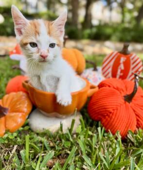 Sam -  Domestic Short Hair Cat for Adoption in Ocala, Florida - Sam | PetCurious