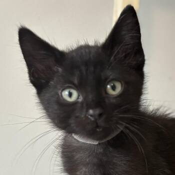 Domestic Short Hair Cats Available for Adoption in Cumming, Georgia - Lucien | PetCurious