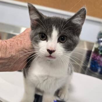 Domestic Short Hair Cats Available for Adoption in Madisonville, Tennessee - Dewey | PetCurious