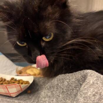 Ivanna -  Domestic Long Hair Cat for Adoption in Bentonville, Arkansas - Ivanna | PetCurious