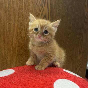 Mango -  Domestic Short Hair Cat for Adoption in Greensboro, Georgia - Mango | PetCurious