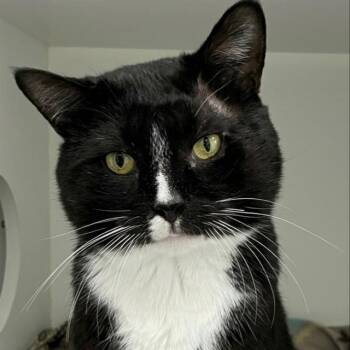 MURDOCK -  Domestic Short Hair Cat for Adoption in Barnstable, Massachusetts - MURDOCK | PetCurious