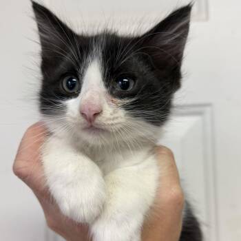 Meter -  Domestic Medium Hair Cat for Adoption in Columbia, South Carolina - Meter | PetCurious