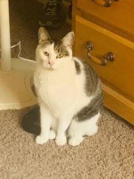 Cinder -  Domestic Short Hair Cat for Adoption in Bloomington, Indiana - Cinder | PetCurious