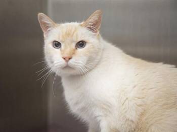 Domestic Short Hair Cats Available for Adoption - CASPER | PetCurious