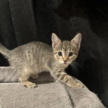 Domestic Short Hair Cats Available for Adoption in Yucca Valley, California - Tuk | PetCurious