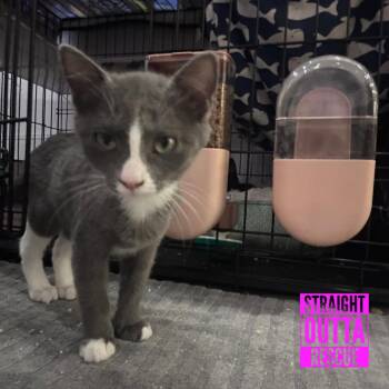 Goose -  Domestic Short Hair Cat for Adoption in Vancouver, British Columbia - Goose | PetCurious