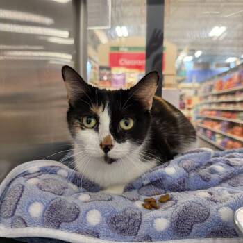 Domestic Short Hair Cats Available for Adoption in Chandler, Arizona - Juniper | PetCurious