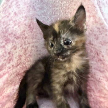 Rescue Domestic Short Hair Cats for Adoption in Candler, North Carolina - Marmoset | PetCurious