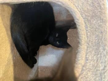 Domestic Short Hair Cats Available for Adoption in Spencer, Massachusetts - Sandy | PetCurious