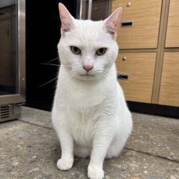 Domestic Short Hair Cats Available for Adoption - Hedwig | PetCurious