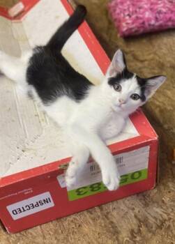 FARLEY -  Domestic Short Hair Cat for Adoption in Westminster, Maryland - FARLEY | PetCurious