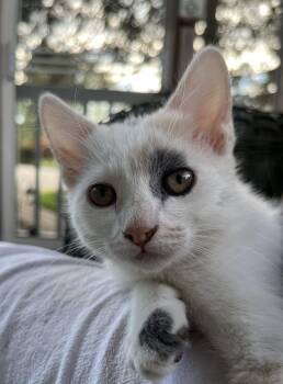 Domestic Short Hair Cats Available for Adoption in Lancaster, Pennsylvania - Valentina | PetCurious
