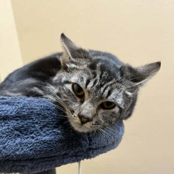Domestic Short Hair Cats Available for Adoption - Suzie | PetCurious