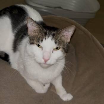 Jacob & Mercy -  Domestic Short Hair Cat for Adoption in Philadelphia, Pennsylvania - Jacob & Mercy | PetCurious